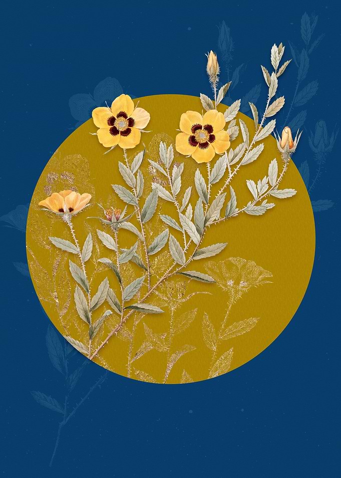 Vintage Rosa Persica