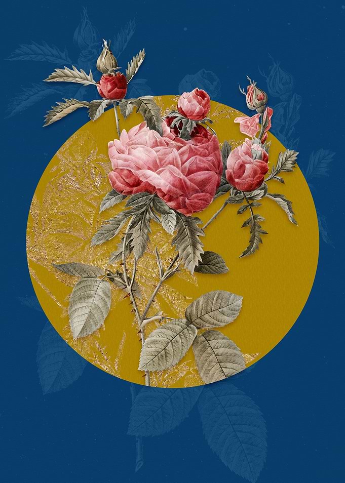 Vintage Cabbage Rose