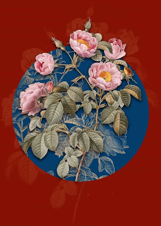 Tomentose Rose