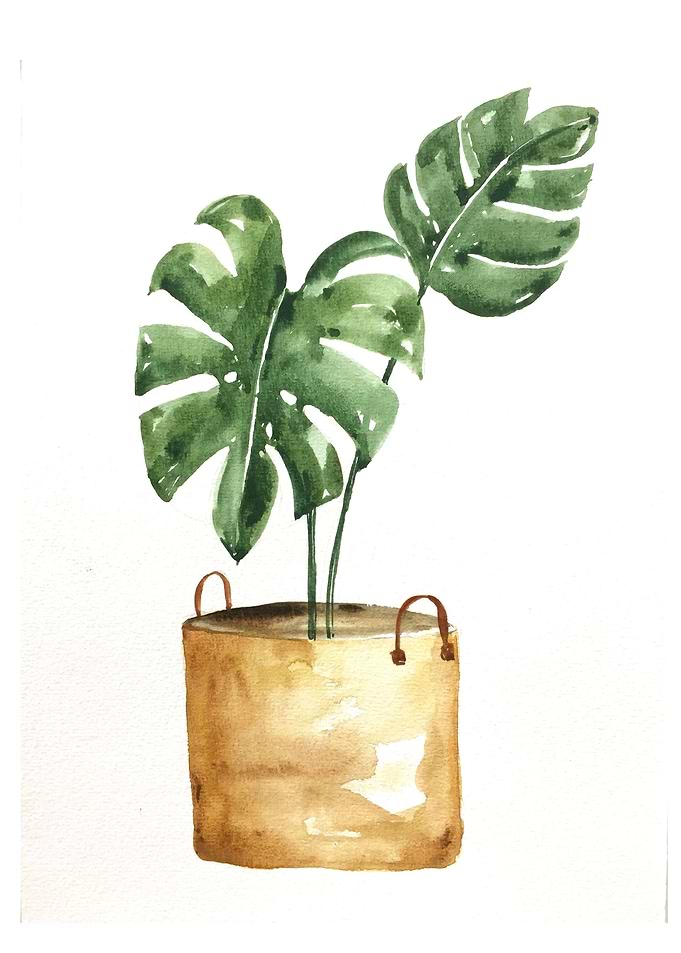 Botanical