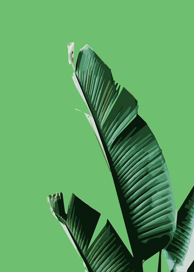 Leaves 3