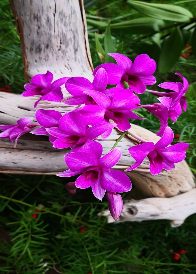 Branching Flora