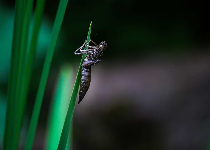 Dragonfly Larvae