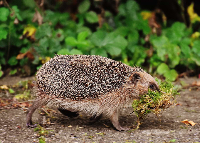 hedge hog brown