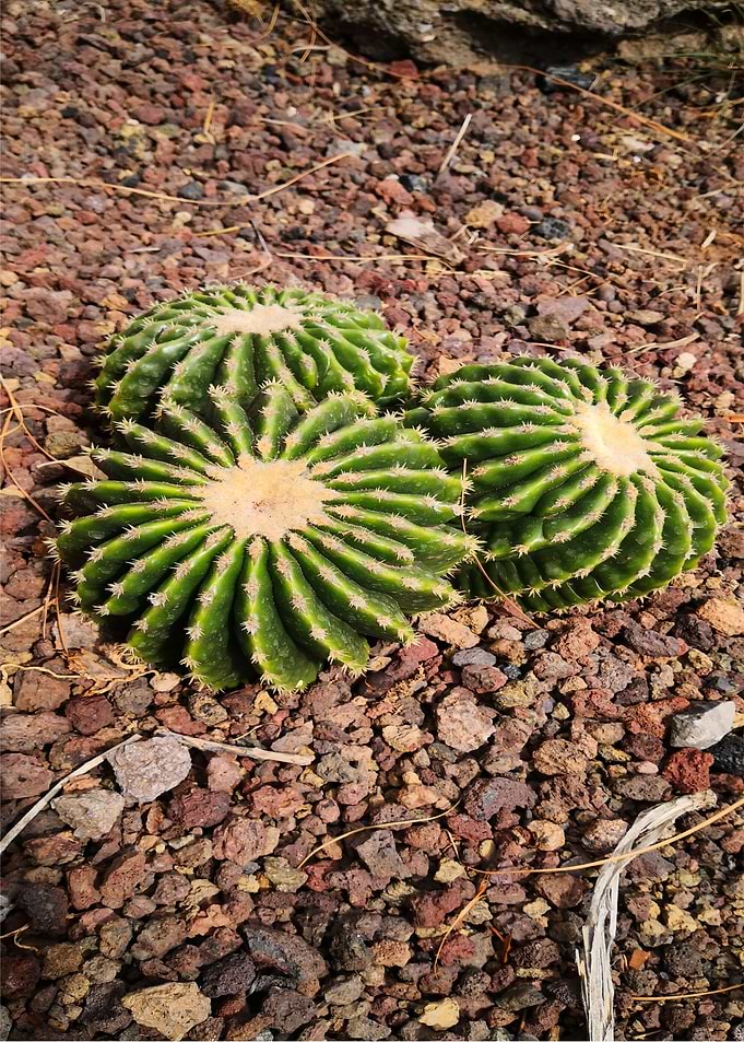 Cacti Gang