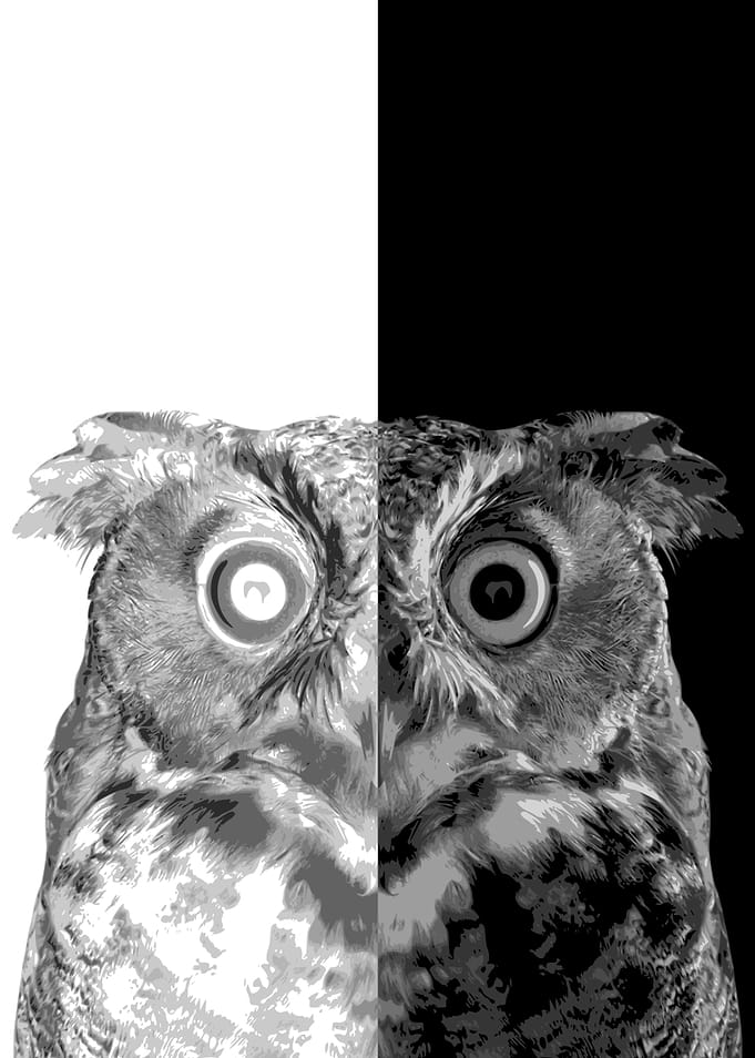 Great Horned Owl
