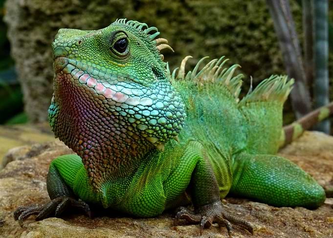 green head