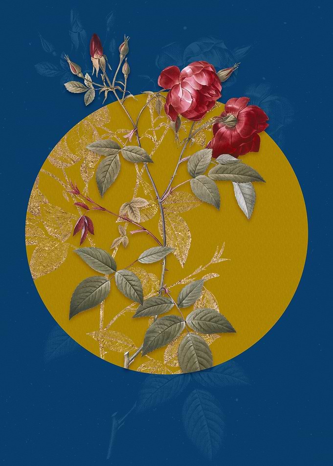 Velvet China Rose