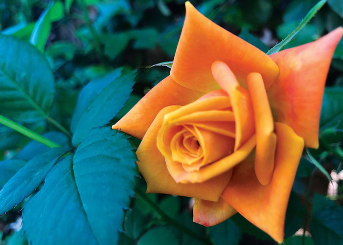 Rose in Wailuku