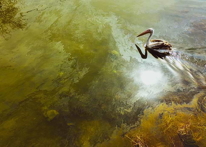 Pelican