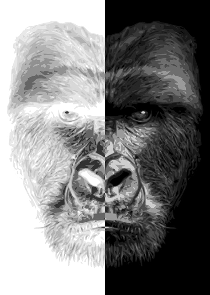 Gorilla