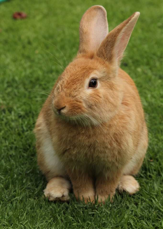 orange rabbit