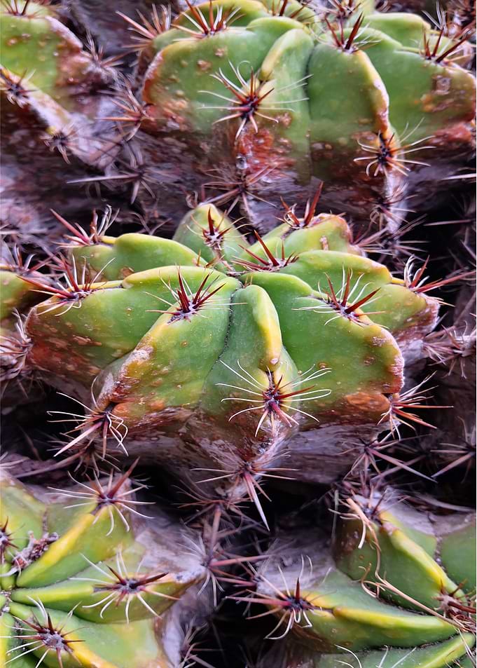 Small Cacti