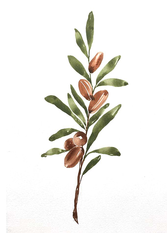 Fruit
