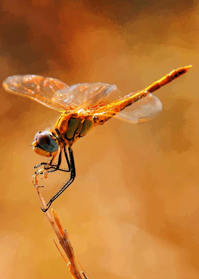 Dragonfly no 5