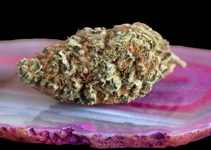 Blueberry Headband MMJ