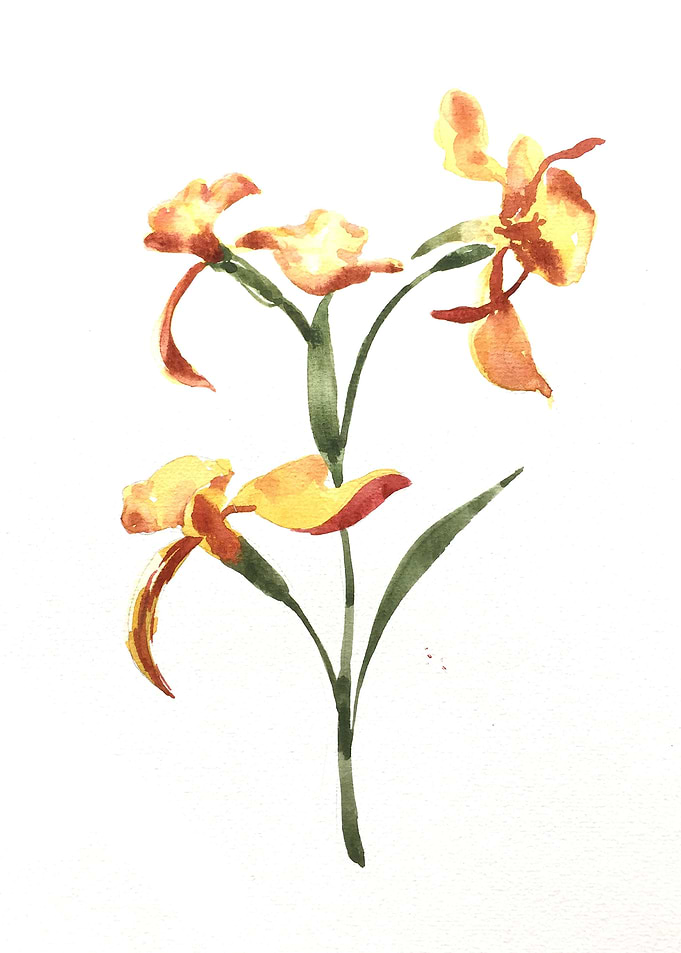 Botanical