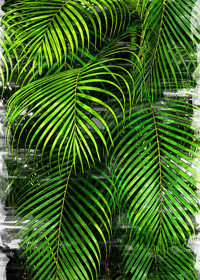 Palm Tree Leaves Abstract