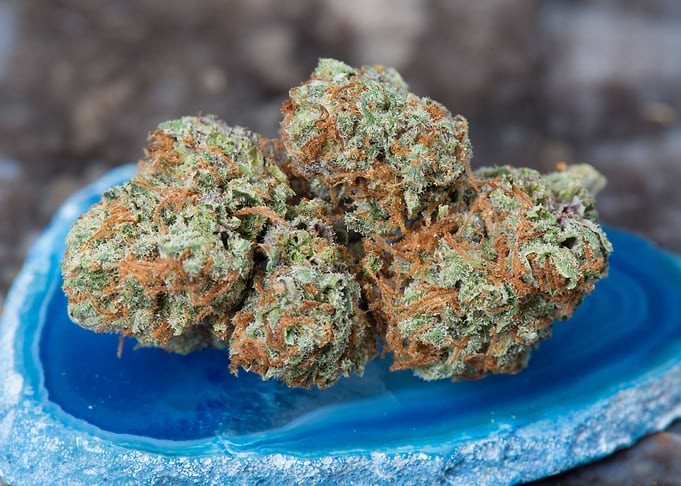 Papaya Medical Marijuana
