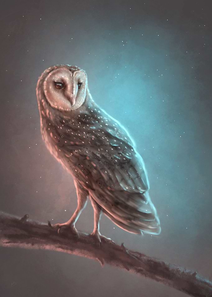 Barn Owl