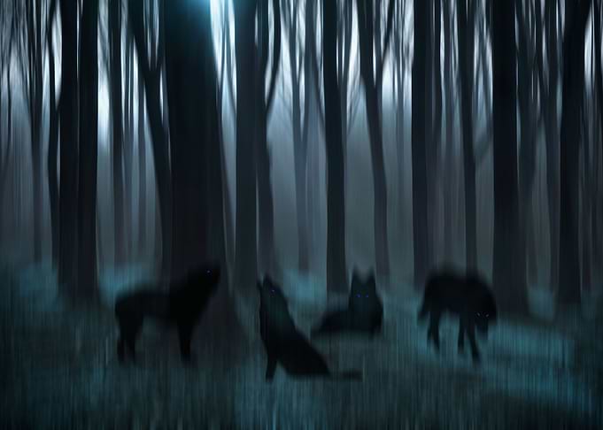 Shadows