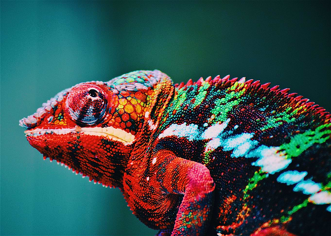 chameleon red
