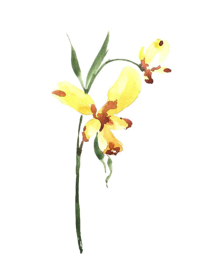 Botanical