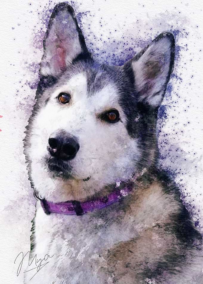 Mya the Husky