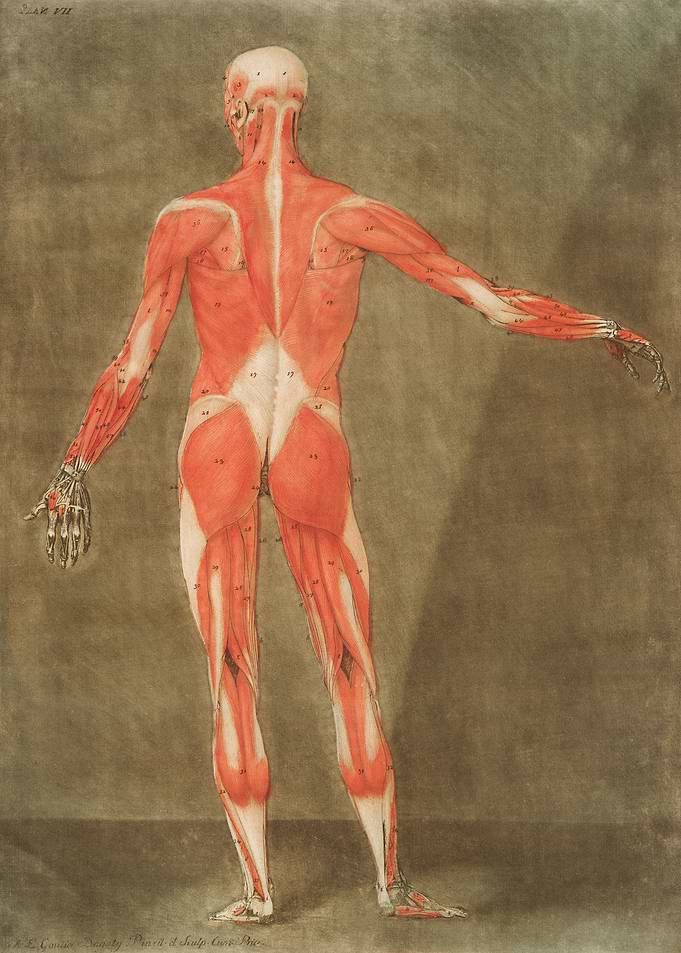 Anatomical Illustration