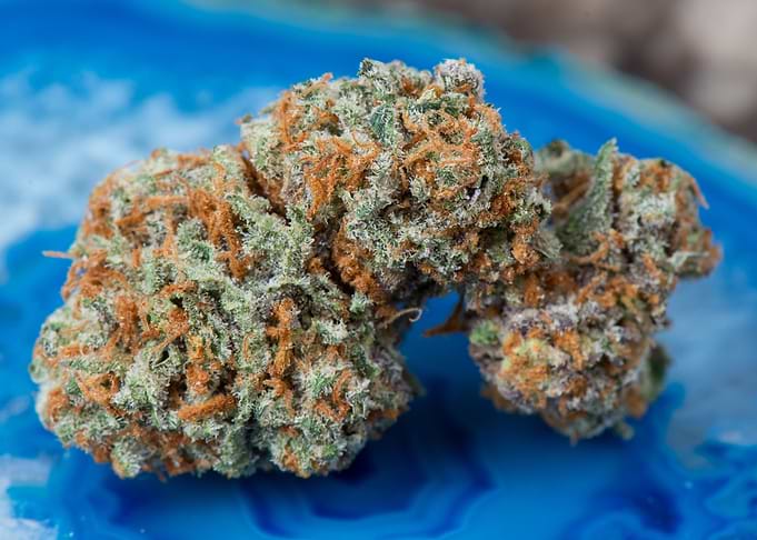 Papaya Medical Marijuana