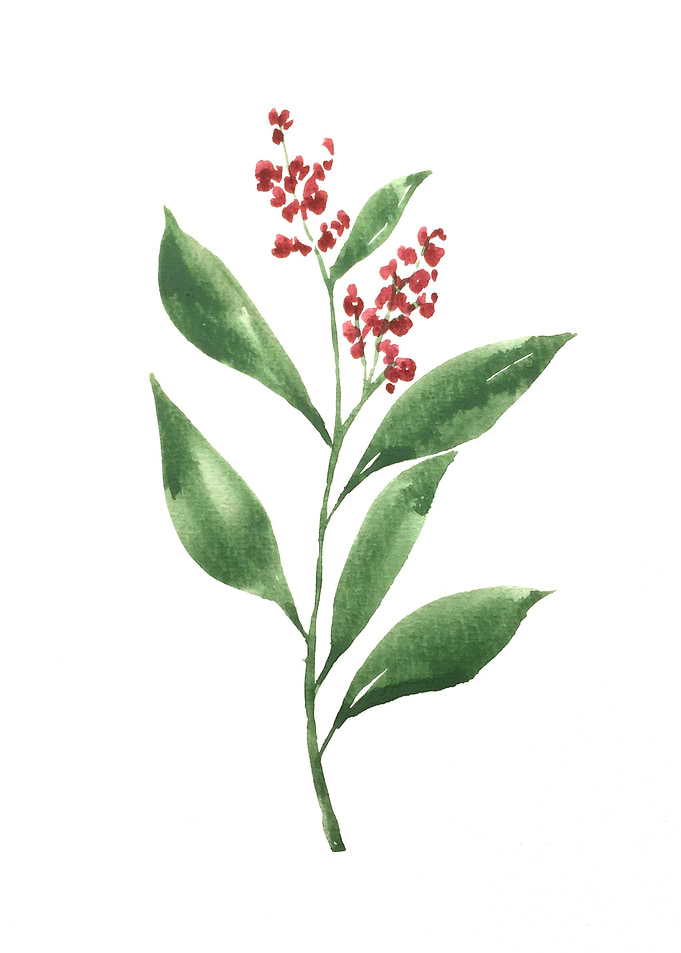 Botanical