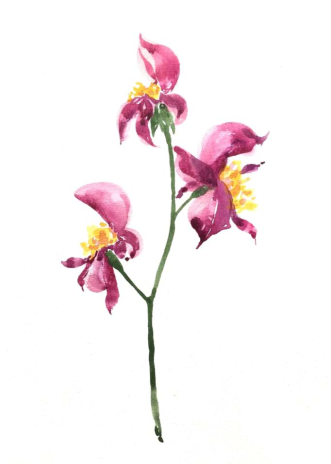Botanical
