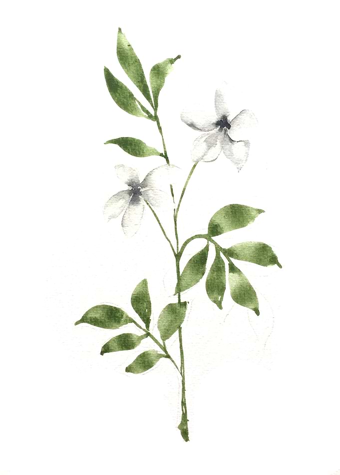 Botanical