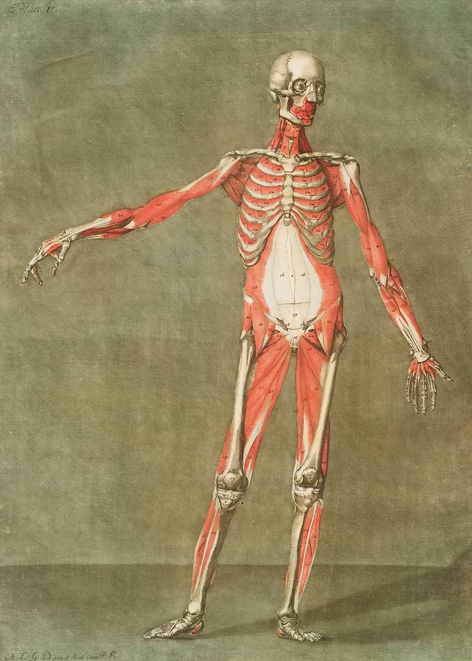 Anatomical Illustration