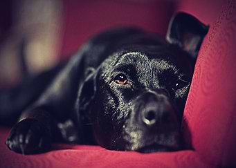 Labradors Pet