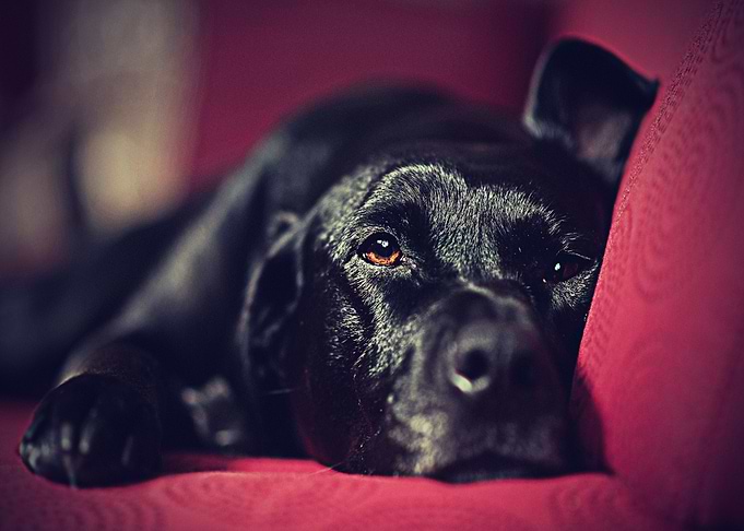 Labradors Pet