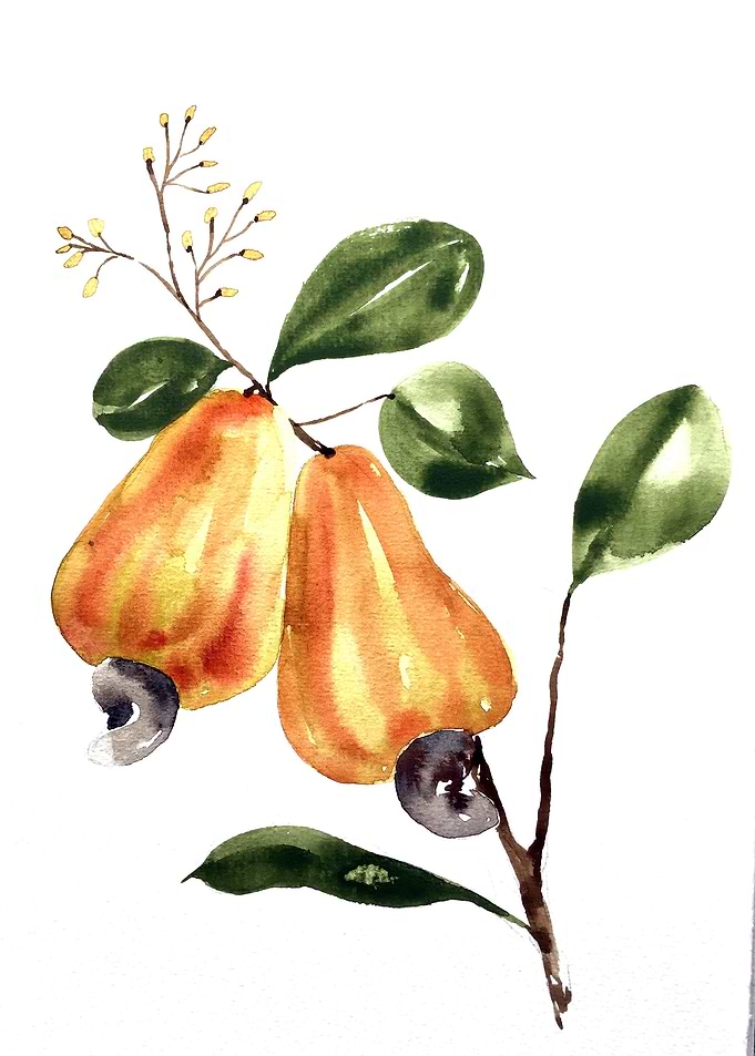 Fruit