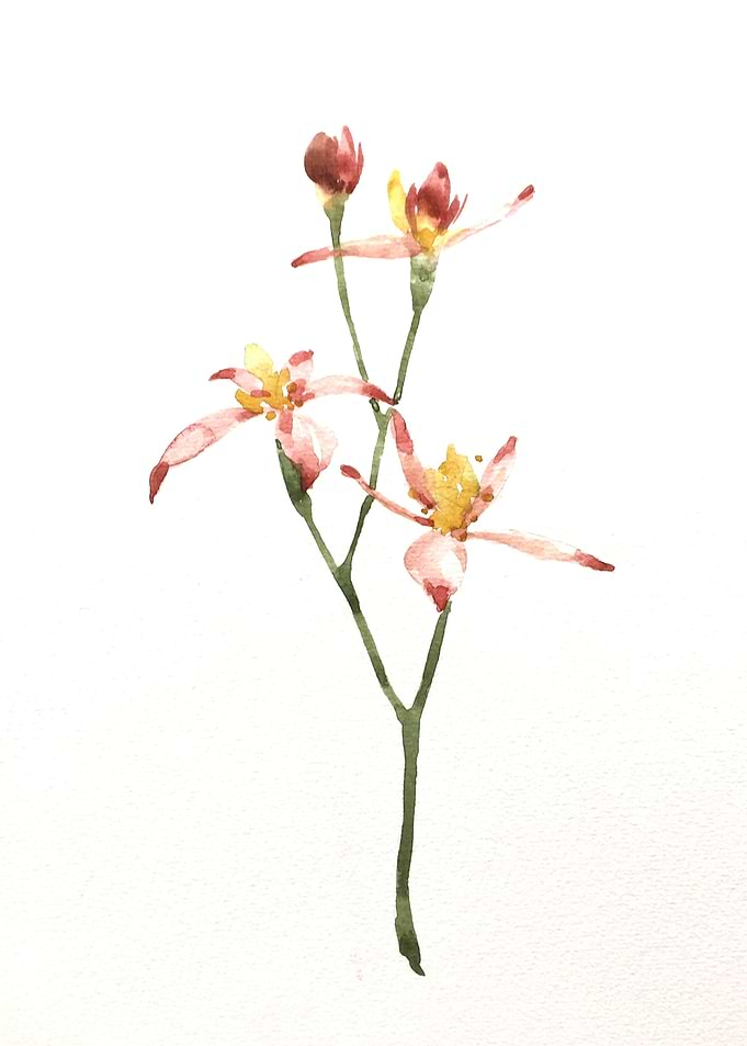 Botanical