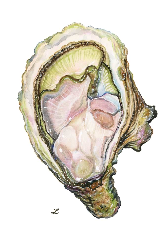 Oyster