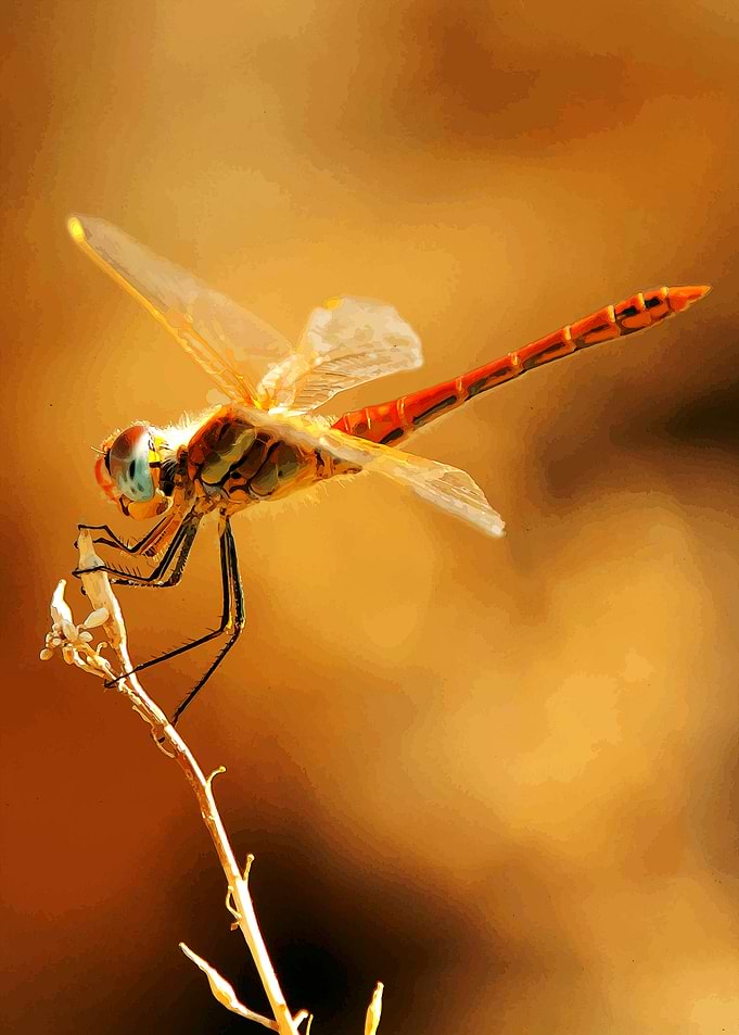 Dragonfly no 1