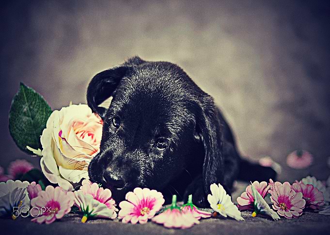 Labradors Pet Love