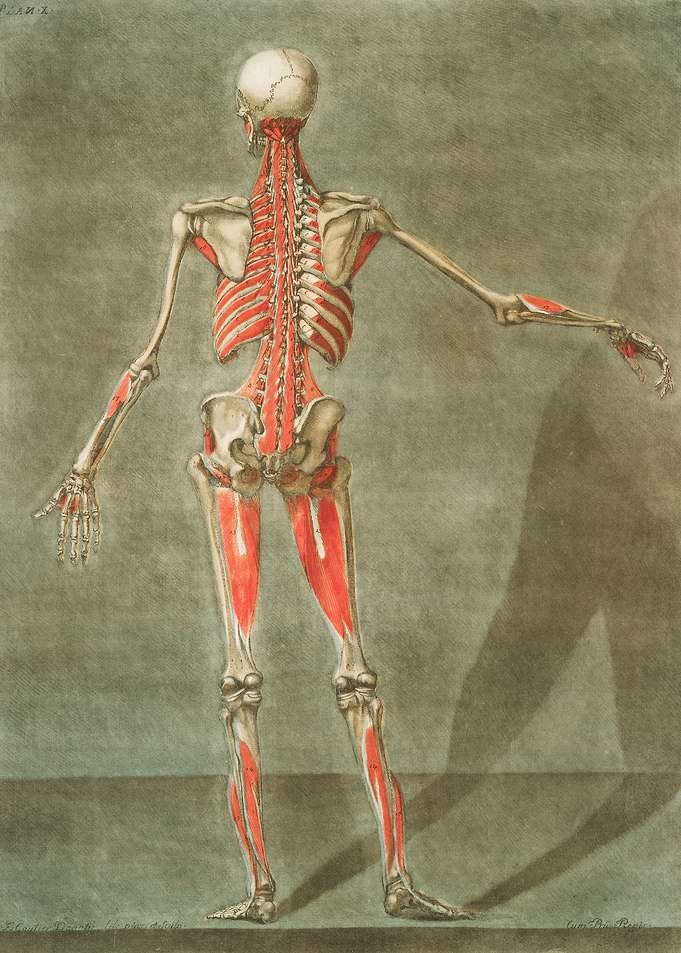 Anatomical Illustration