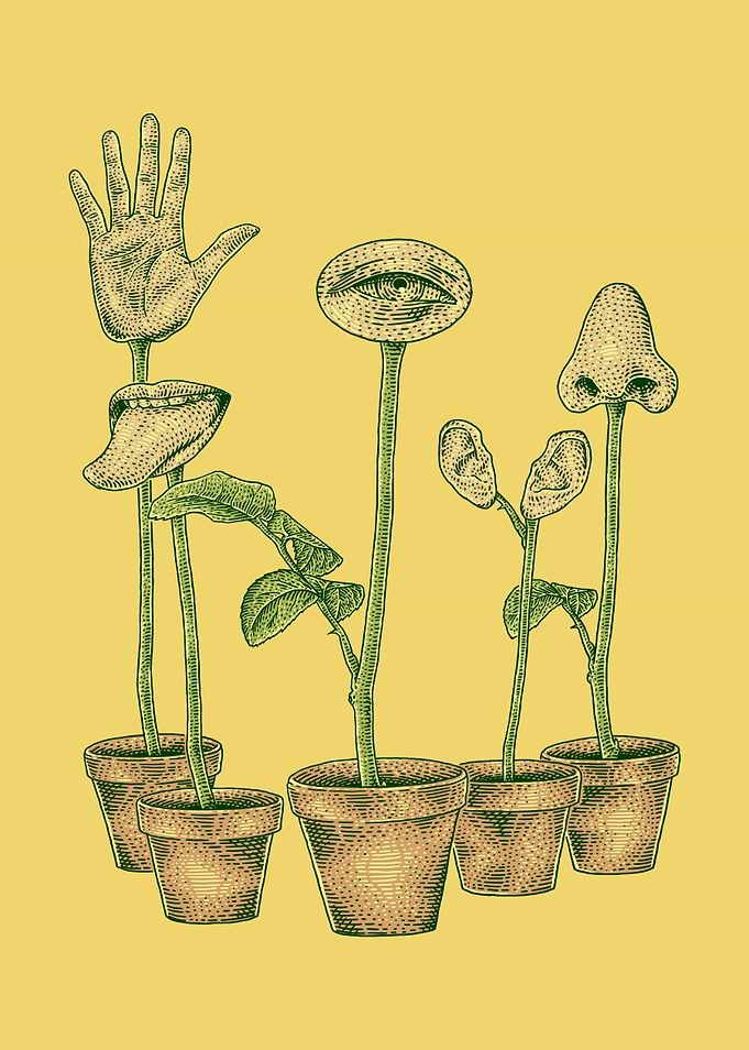 Five Senses
