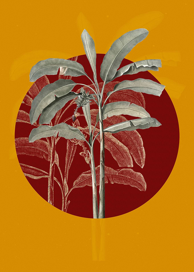 Vintage Banana Tree