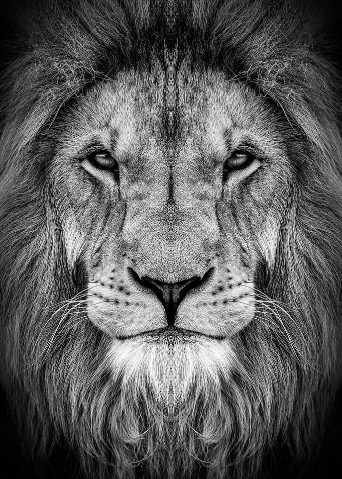 Lion king face poster