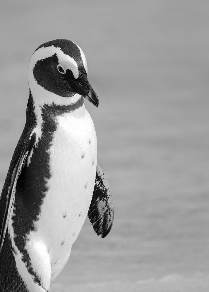 black penguin
