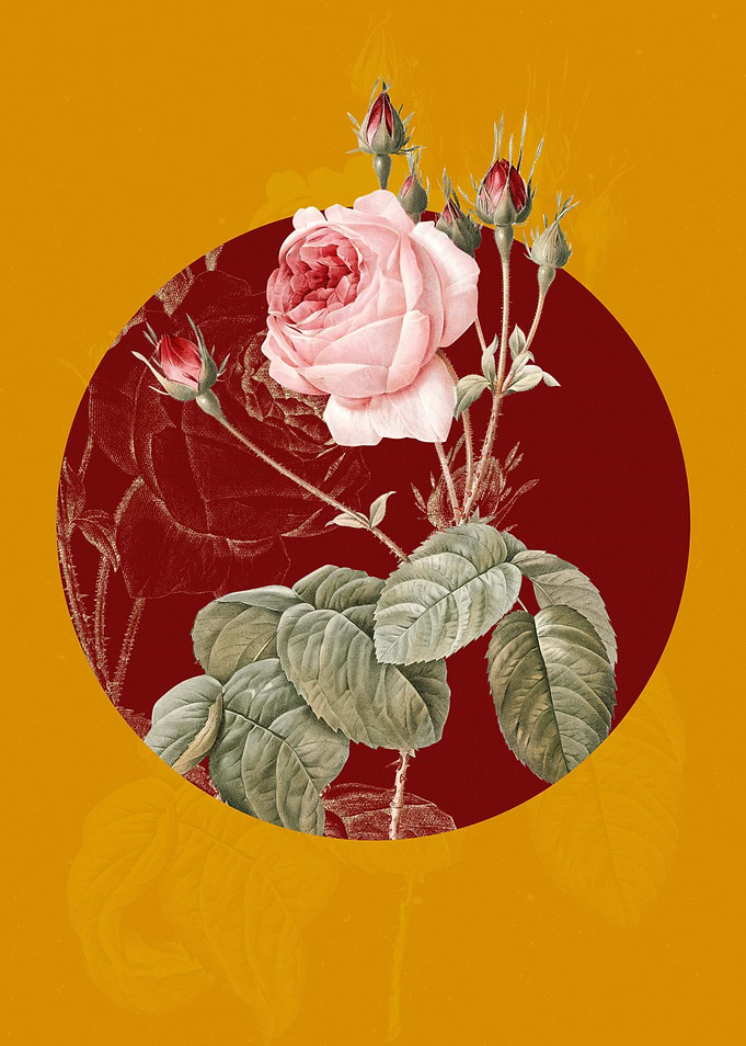 Blooming Cabbage Rose