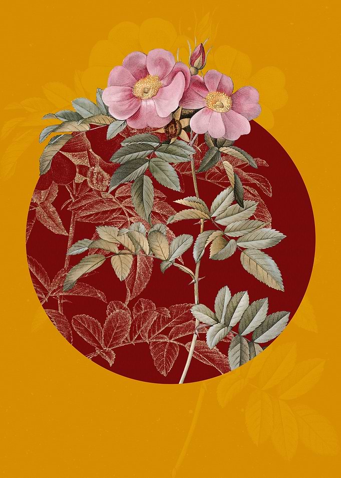 Vintage Rosa Lucida
