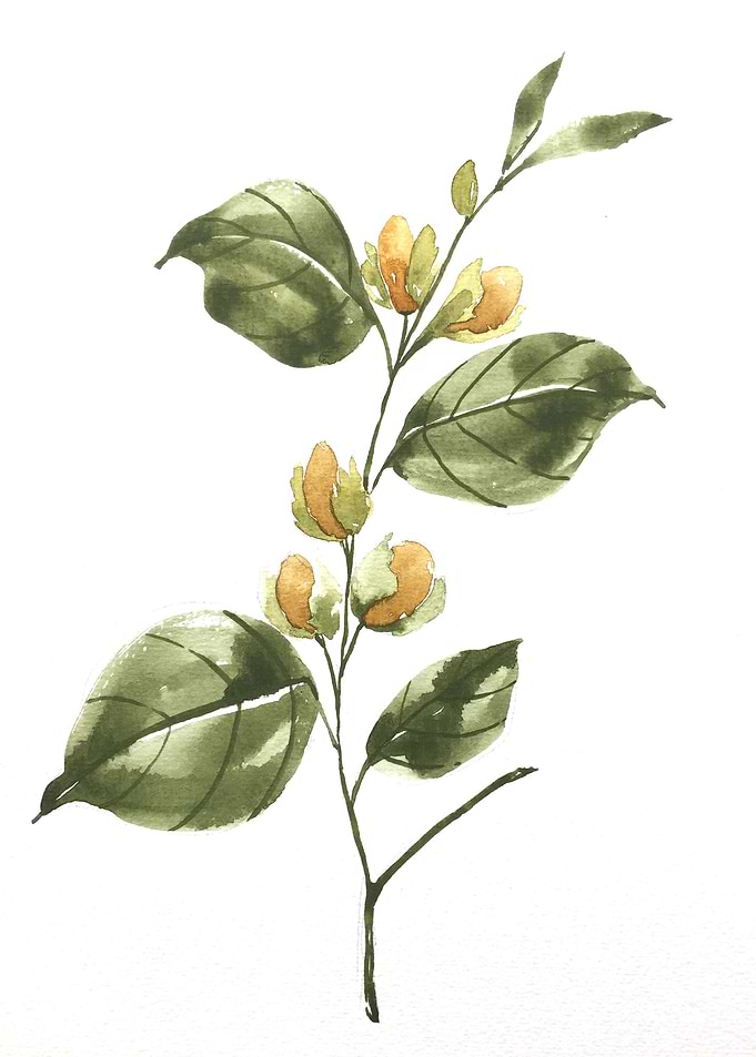 Fruit