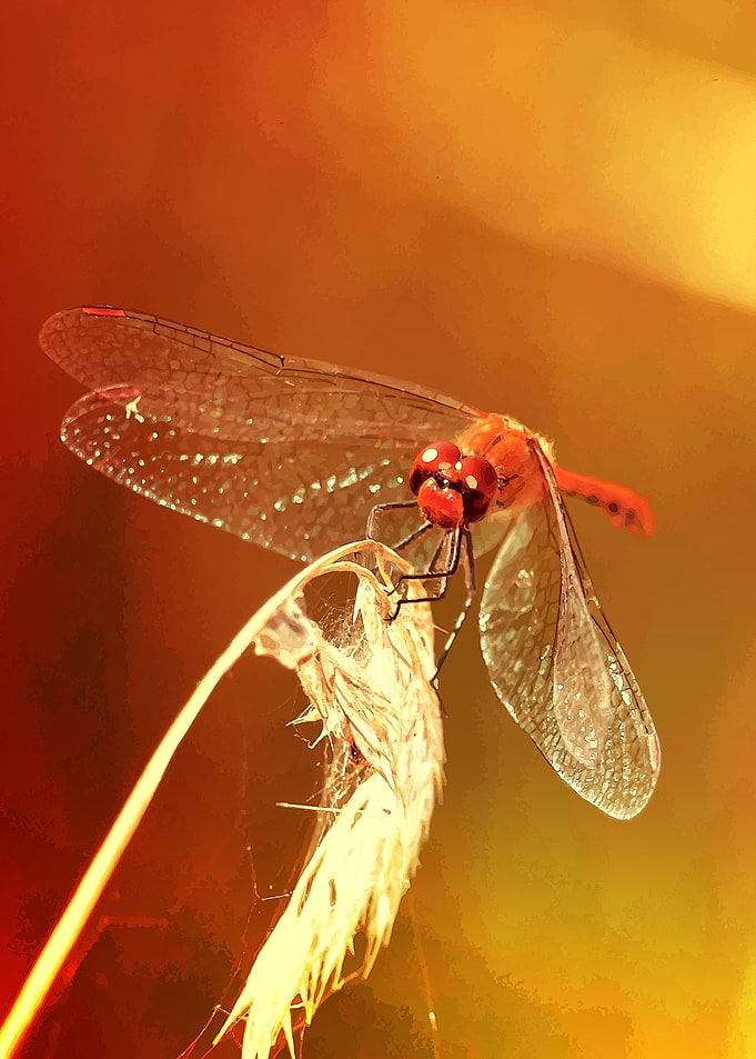 Dragonfly no 3